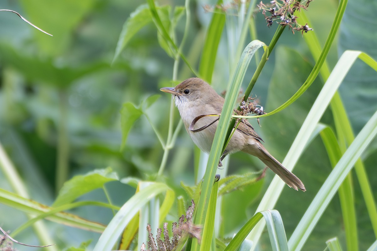 厚嘴葦鶯 - ML629394366