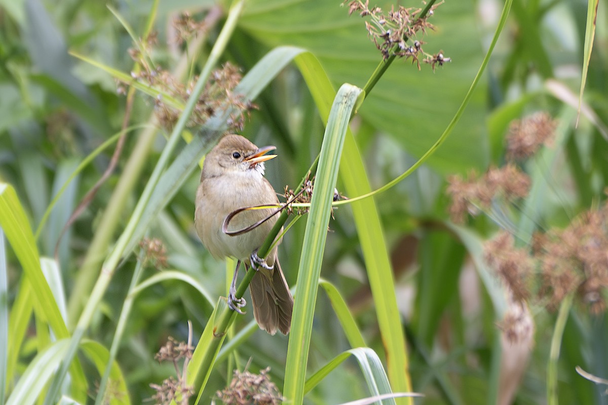 厚嘴葦鶯 - ML629394367