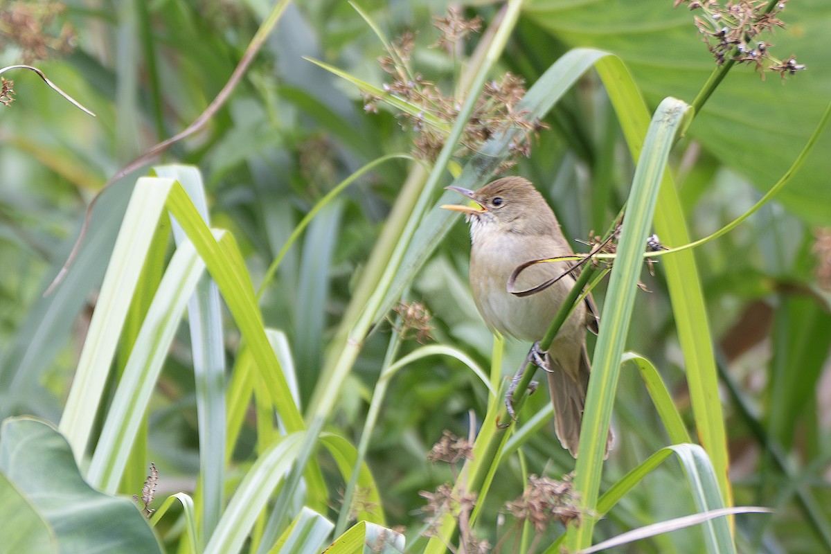 厚嘴葦鶯 - ML629394368