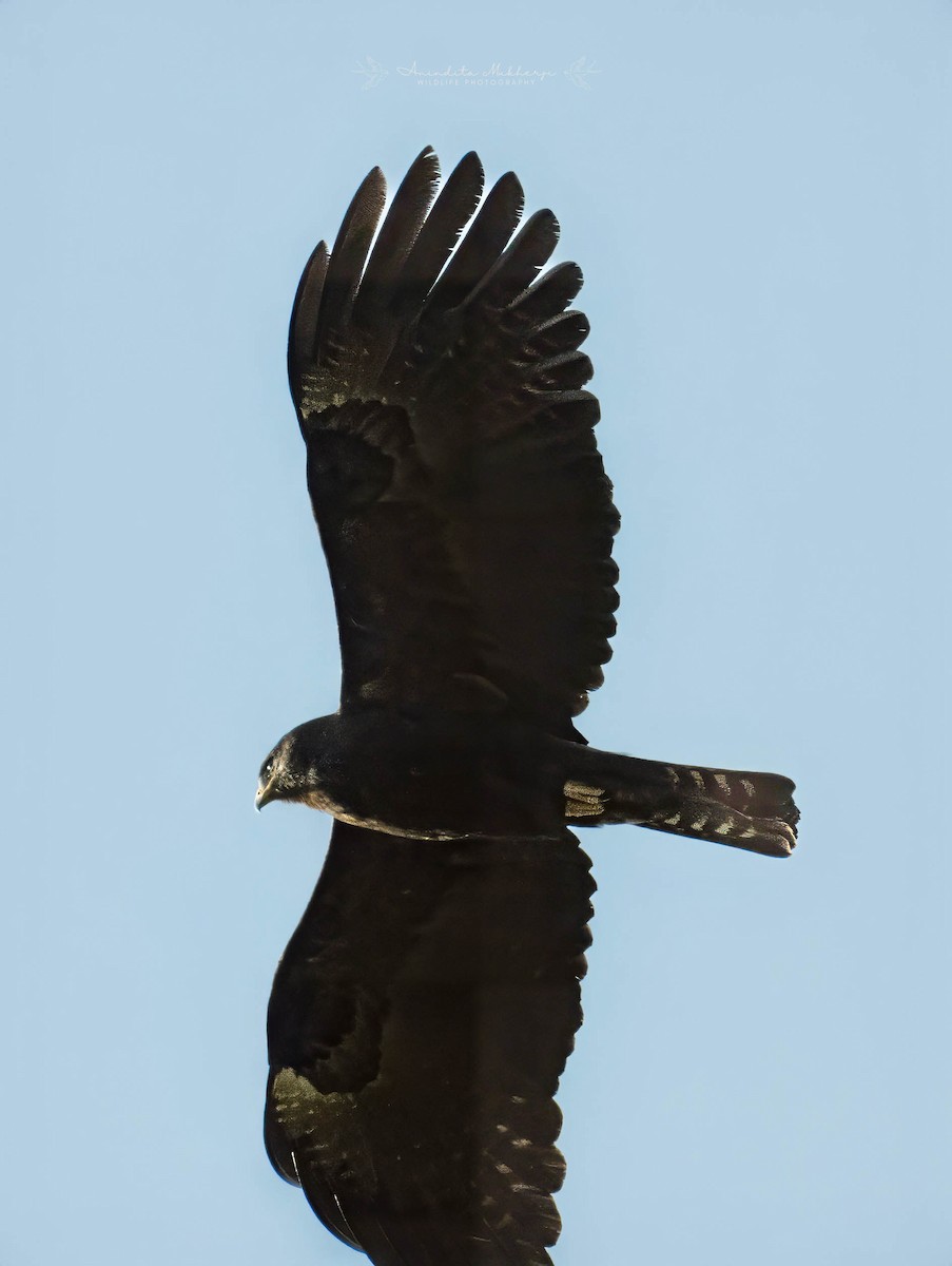 Black Eagle - ML629394488