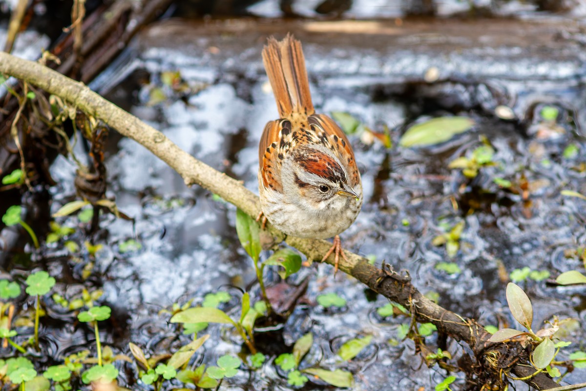 Swamp Sparrow - Eric Kershner