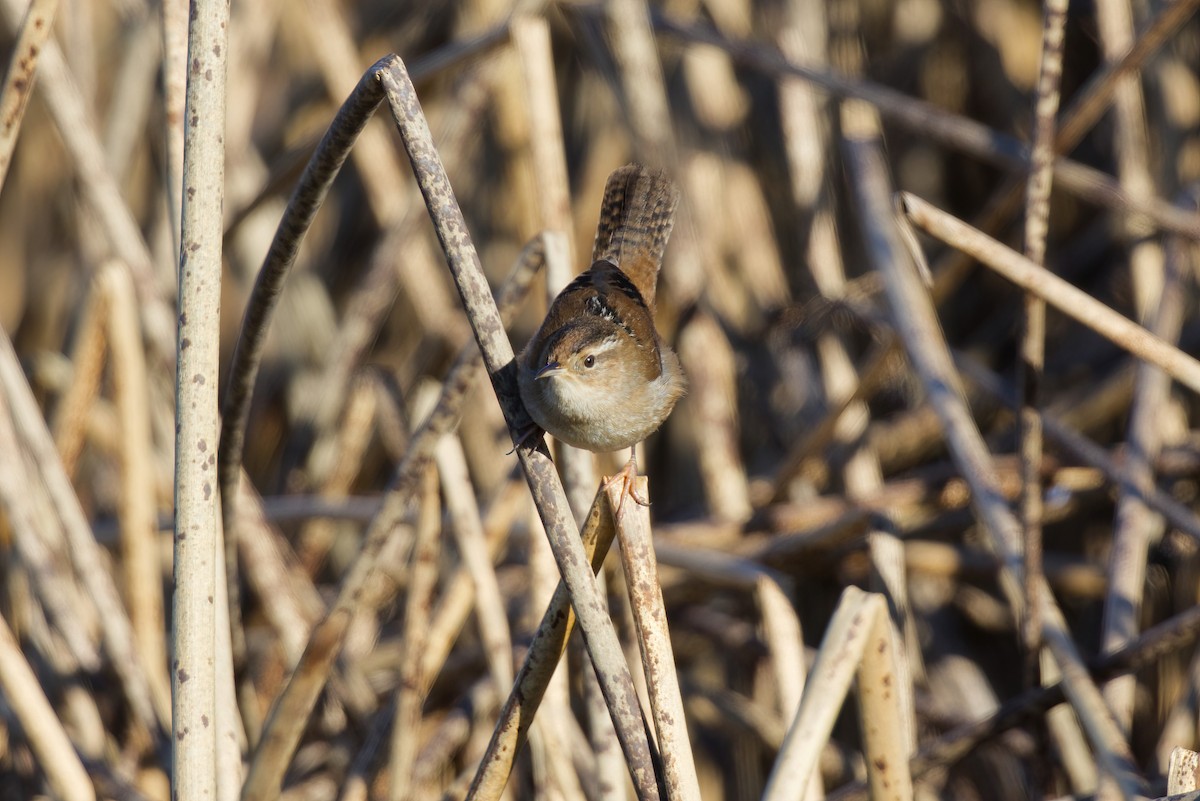 Marsh Wren - ML629394995