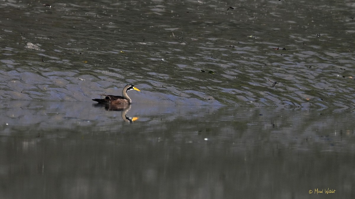 Masked Finfoot - ML629395055