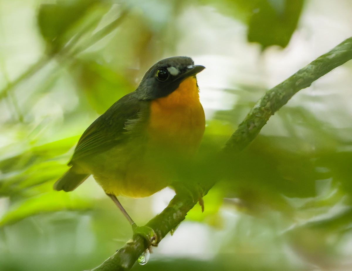 Yellow-breasted Forest Robin - ML629395091