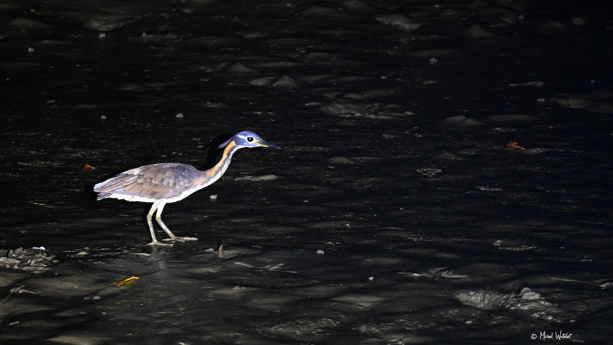 White-eared Night Heron - ML629395099