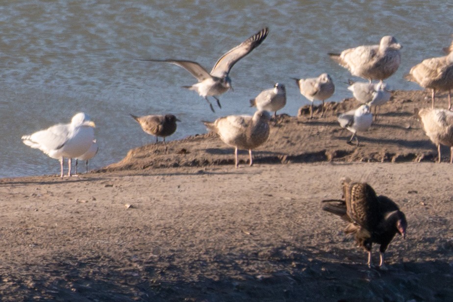 Gray Gull - ML629395100