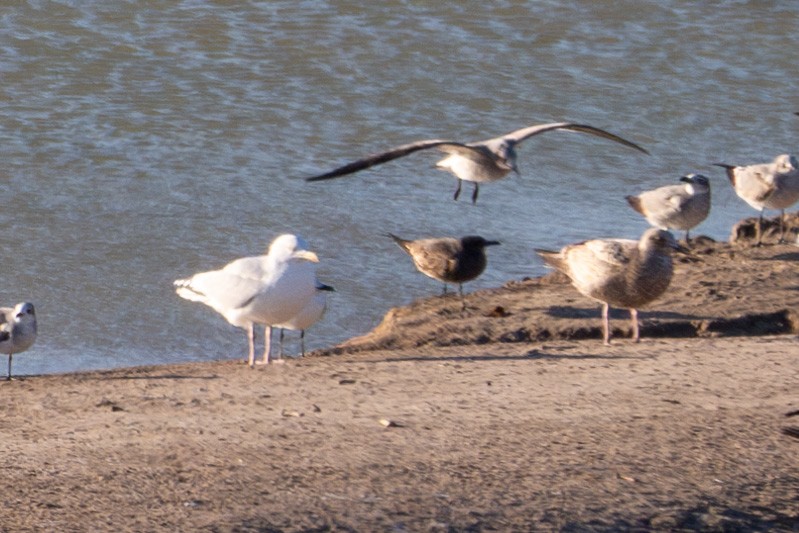 Gray Gull - ML629395106