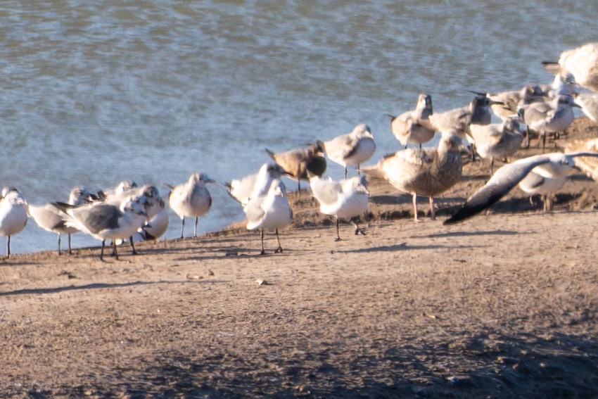 Gray Gull - ML629395127