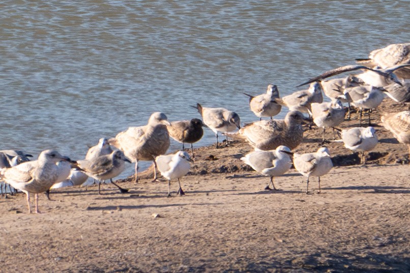 Gray Gull - ML629395128
