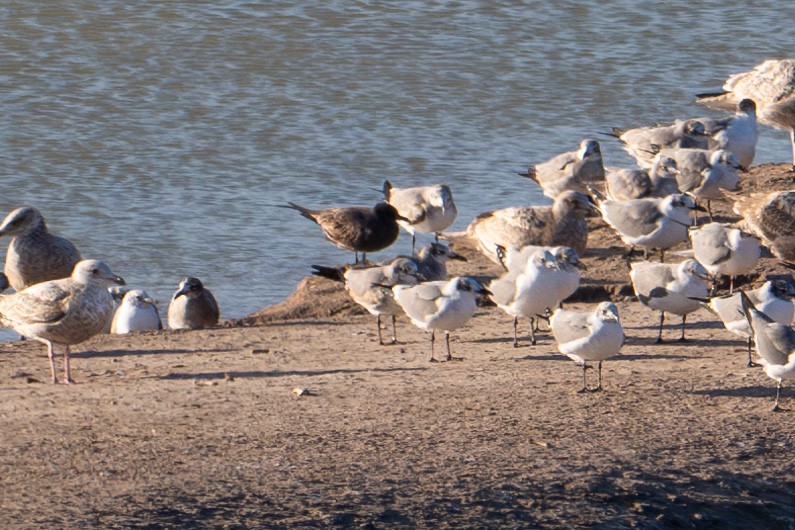 Gray Gull - ML629395129