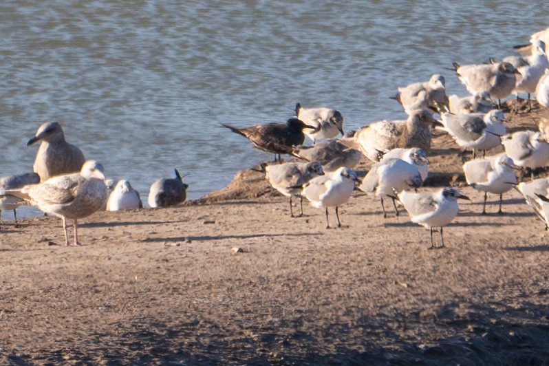Gray Gull - ML629395130