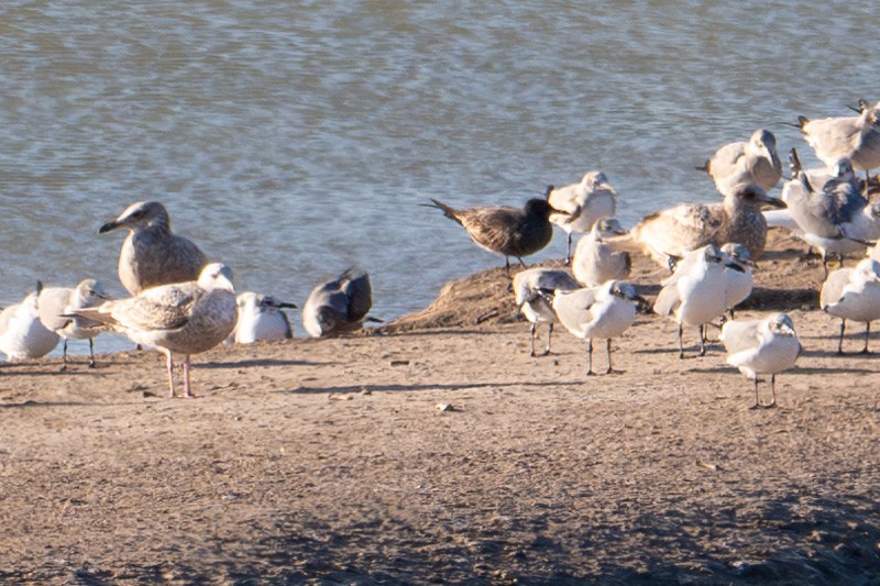 Gray Gull - ML629395131