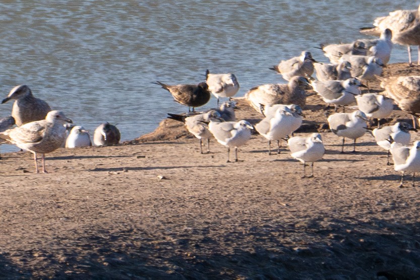 Gray Gull - ML629395133