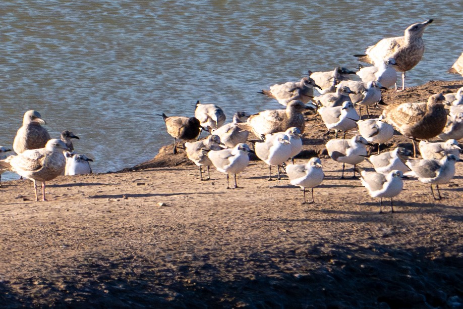 Gray Gull - ML629395134