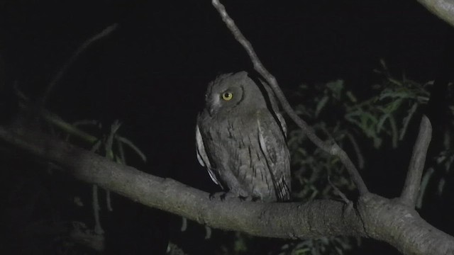 Pallid Scops-Owl - ML629395137