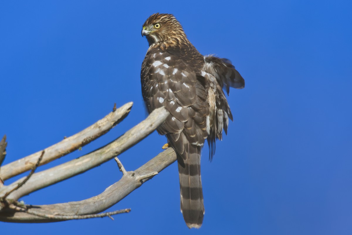 Cooper's Hawk - ML629395138