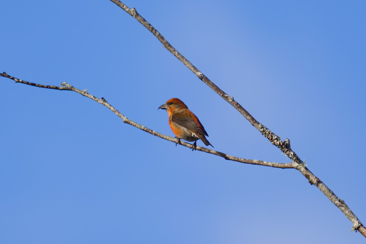Red Crossbill - ML629395242