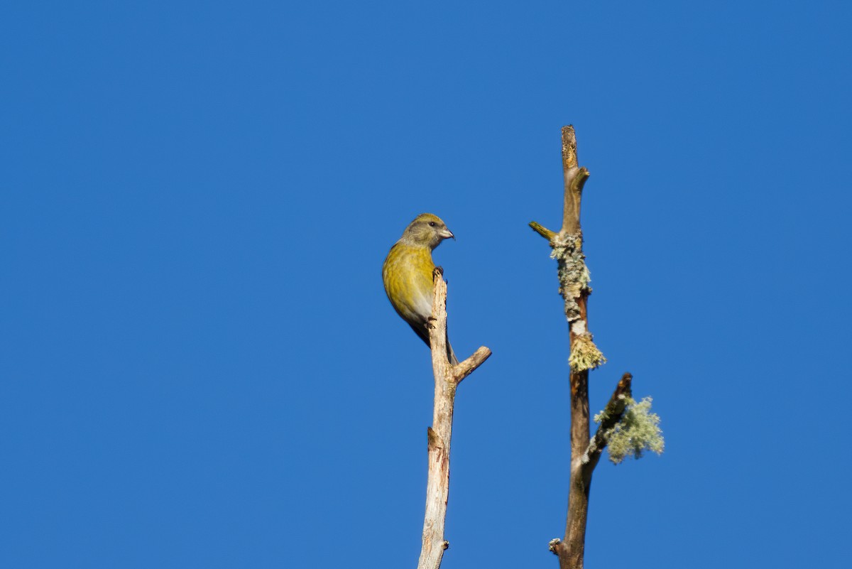 Red Crossbill - ML629395243