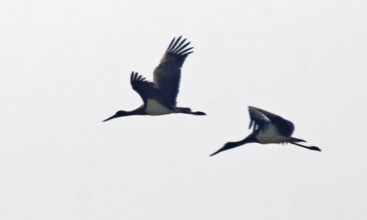 Black Stork - ML629395246