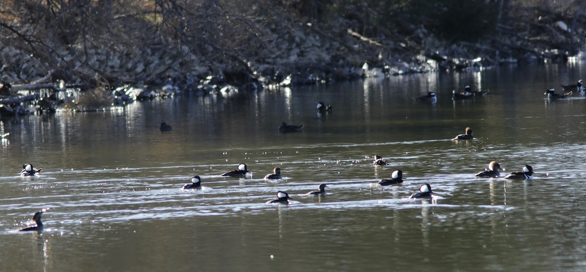 Hooded Merganser - ML629395279