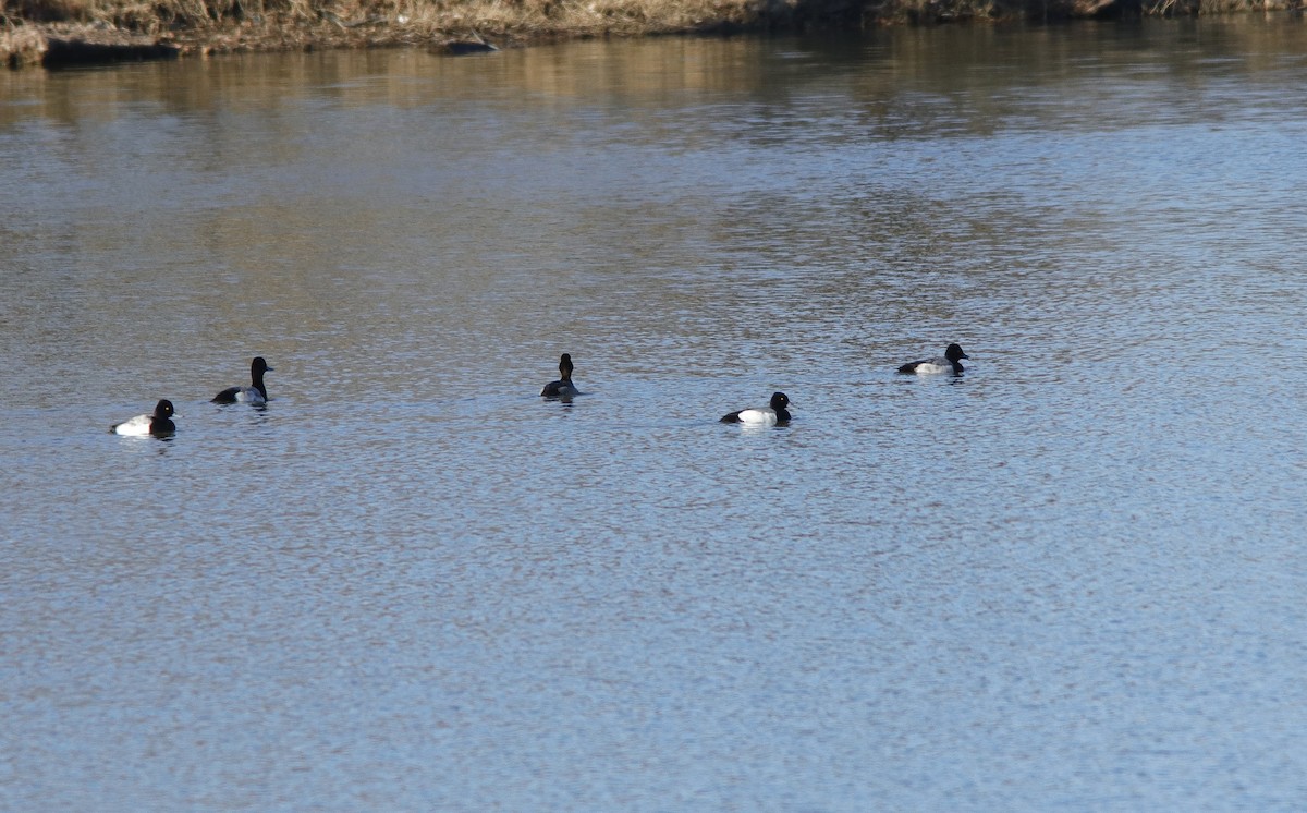 Lesser Scaup - ML629395440