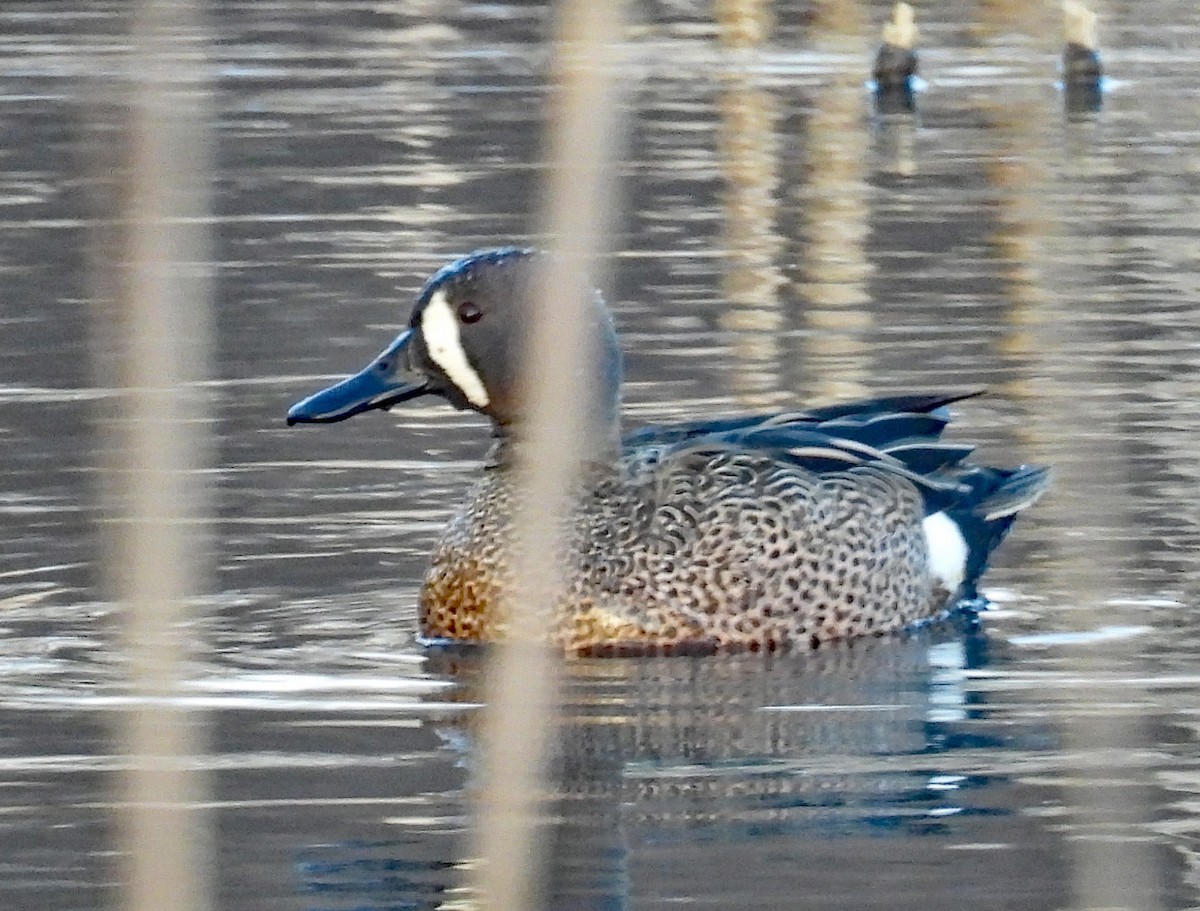 Blue-winged Teal - ML629395507