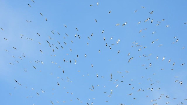Black-headed Gull - ML629395682
