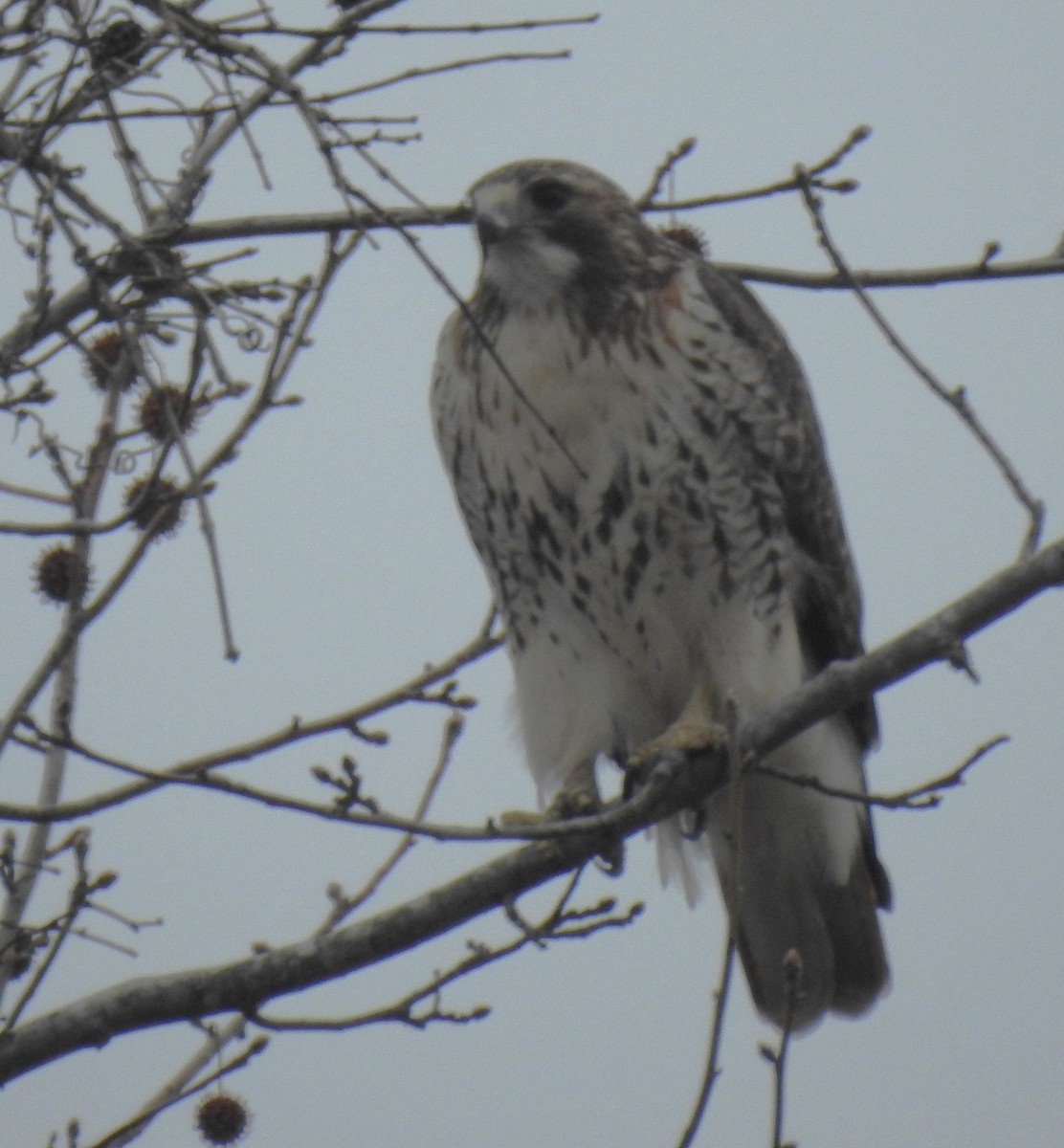 Red-tailed Hawk - ML629395810