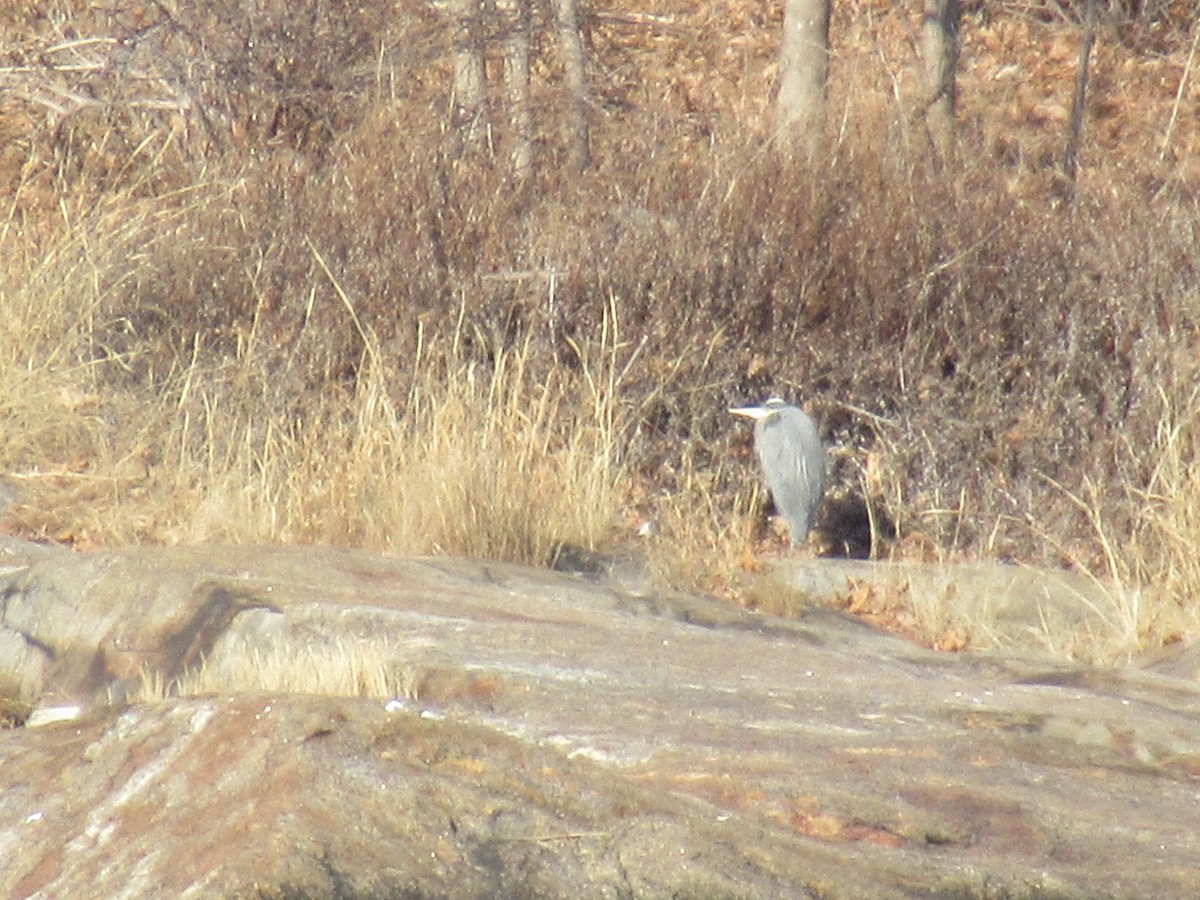 Great Blue Heron - ML629395897