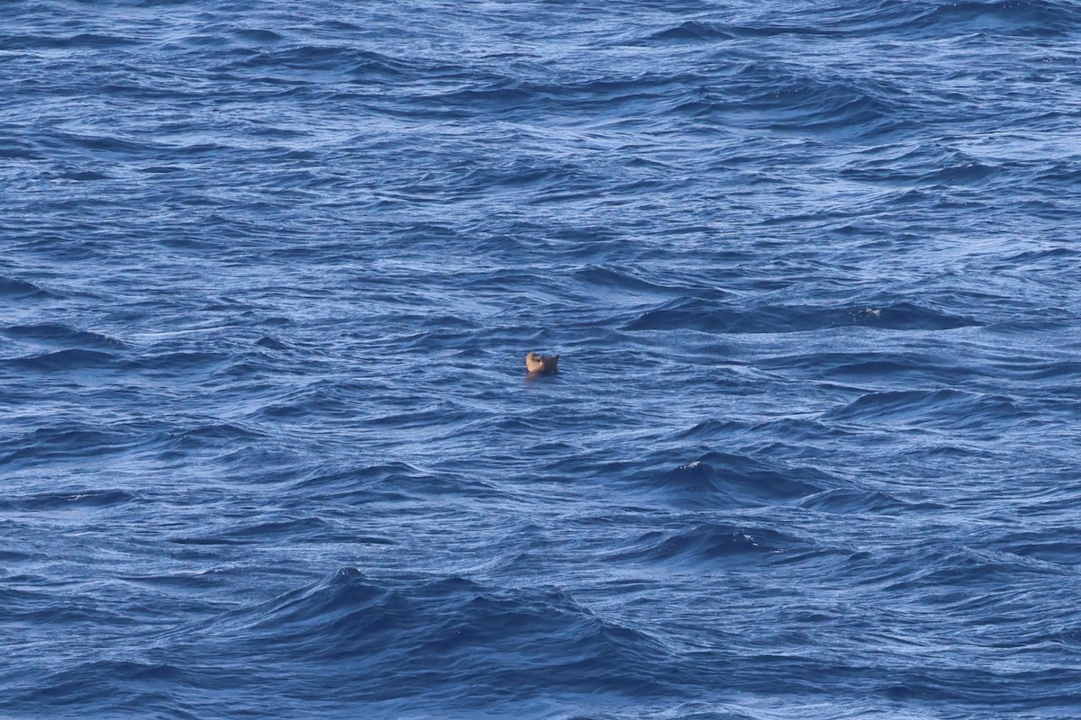 Brown Skua - ML629396053