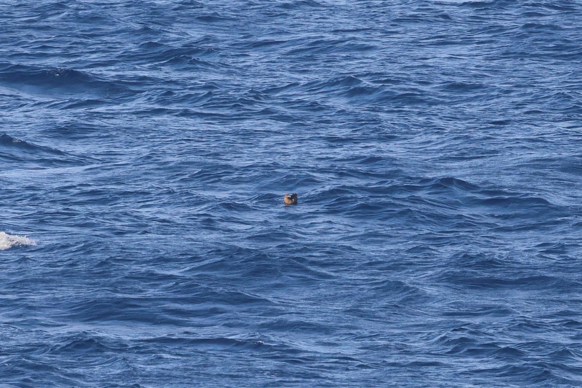 Brown Skua - ML629396054