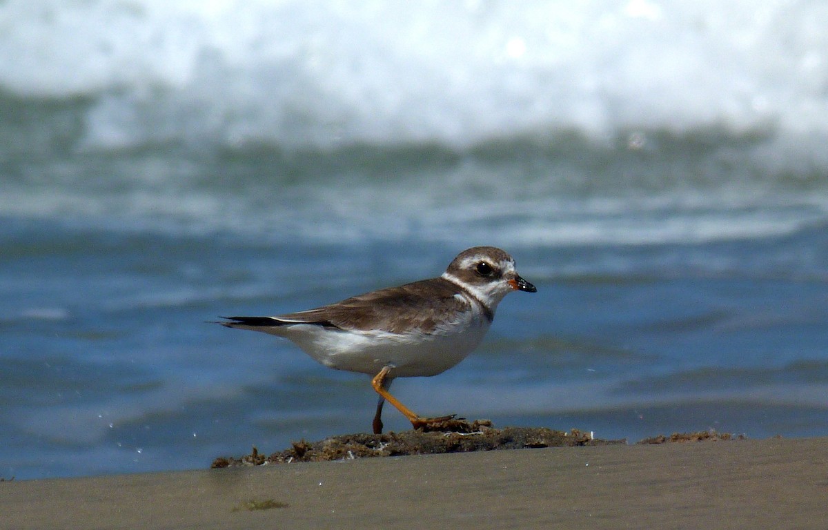 Semipalmated Plover - ML629396211