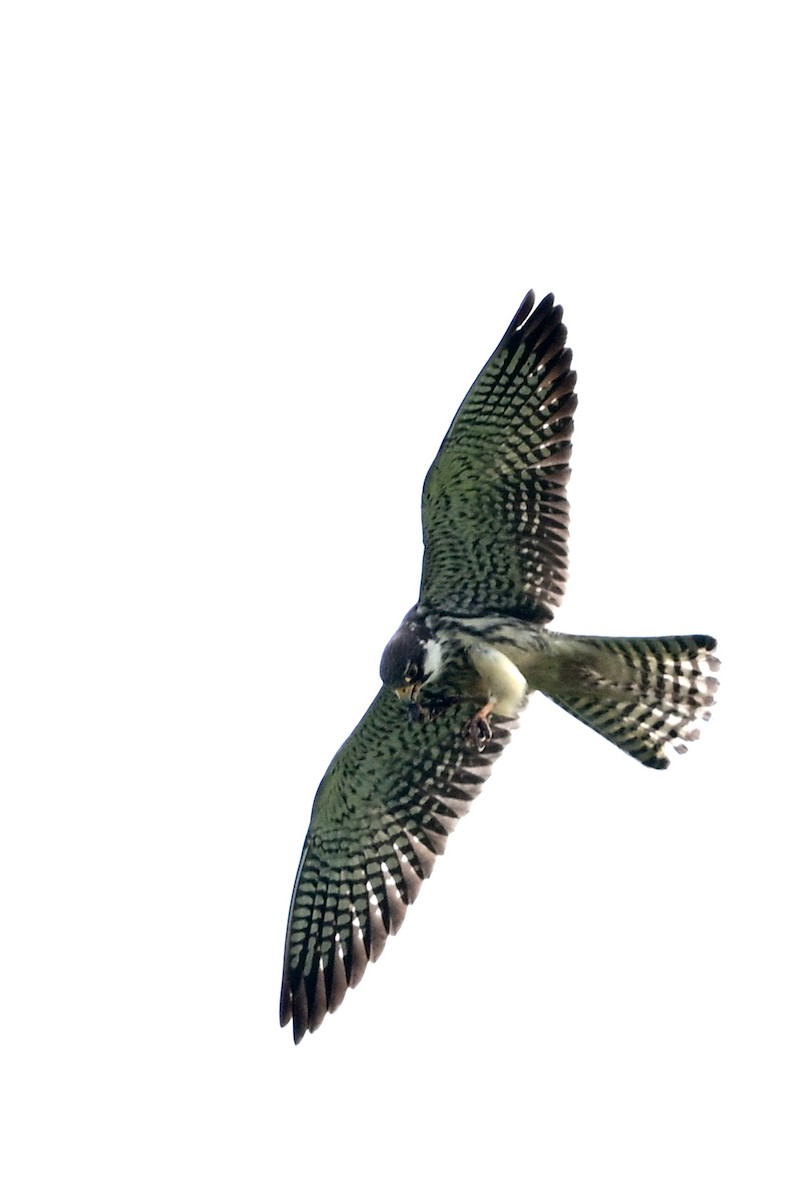 Amurfalke - ML629396214