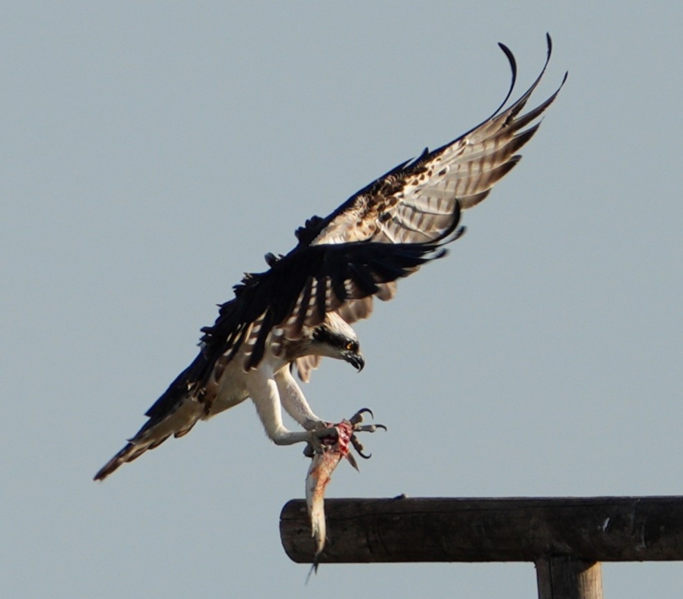 Osprey - ML629396331