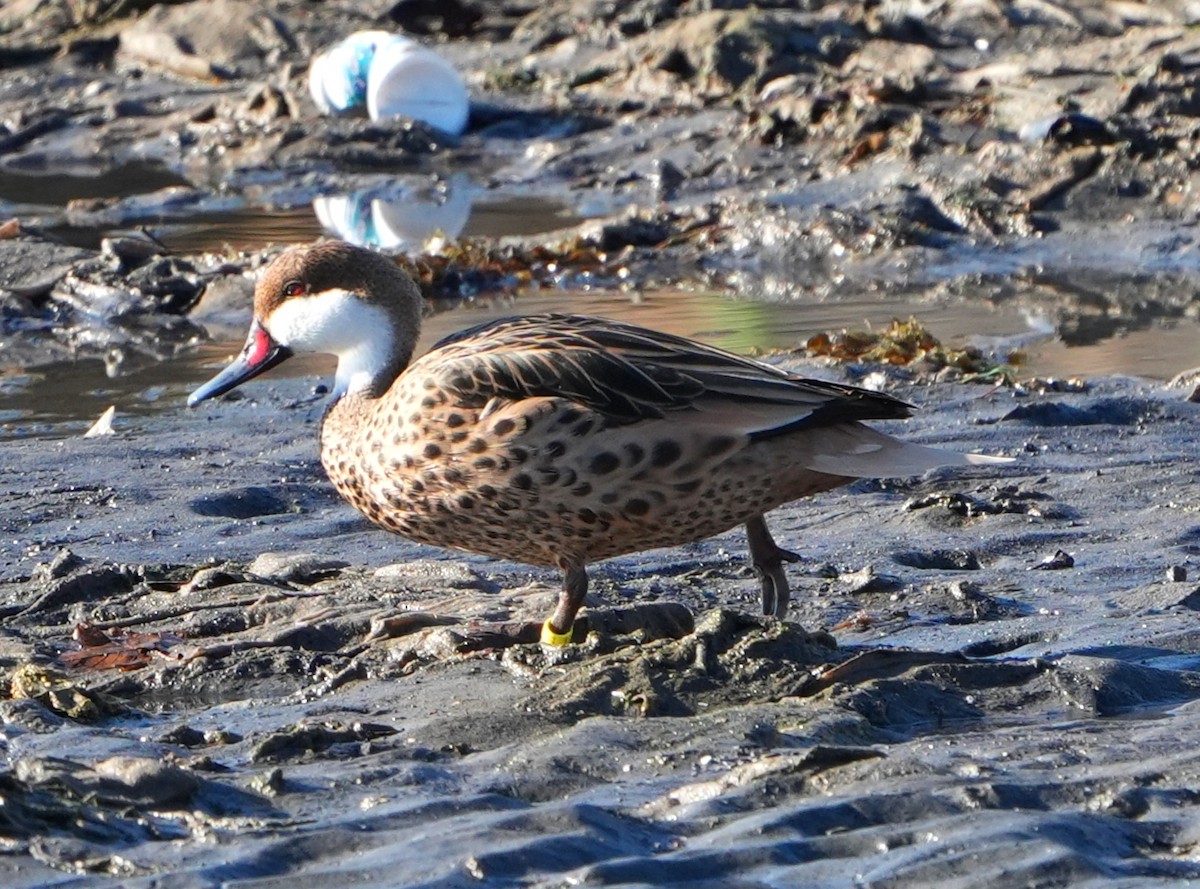 White-cheeked Pintail - ML629396374