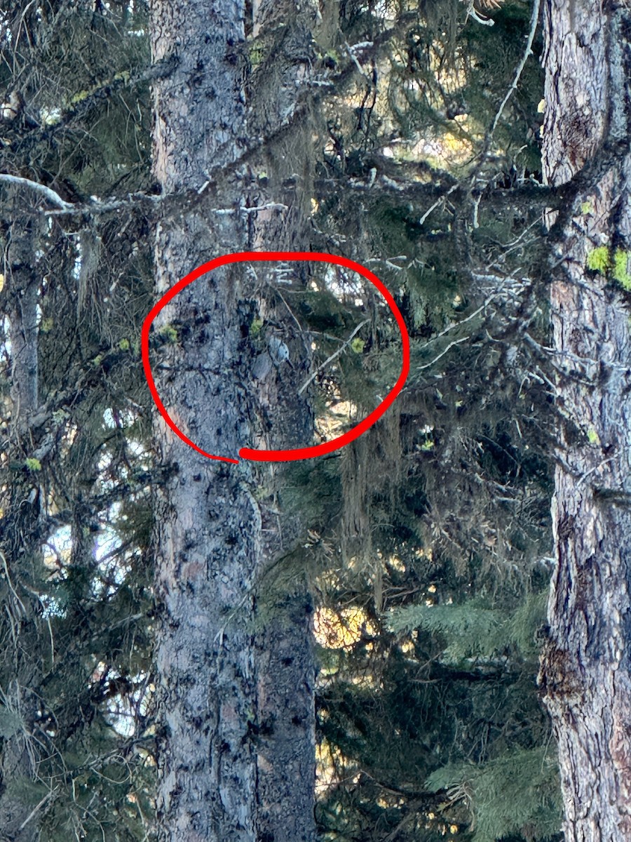 Clark's Nutcracker - ML629396392