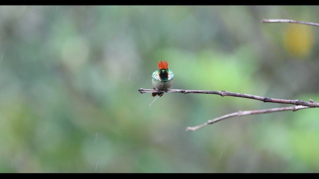 Frilled Coquette - ML629396396