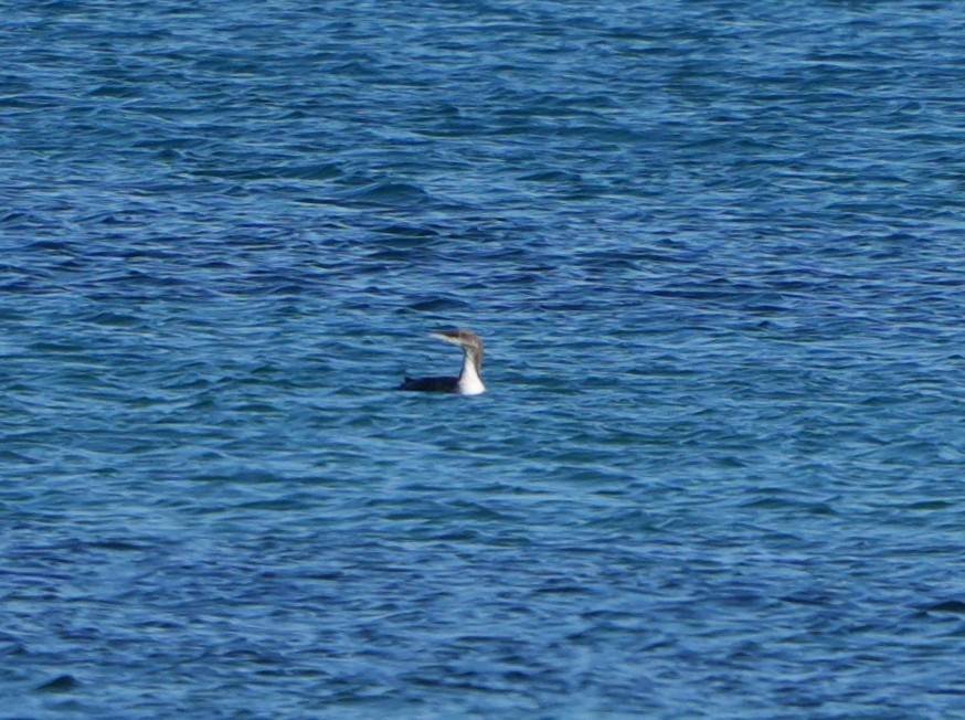 Pacific Loon - ML629396411