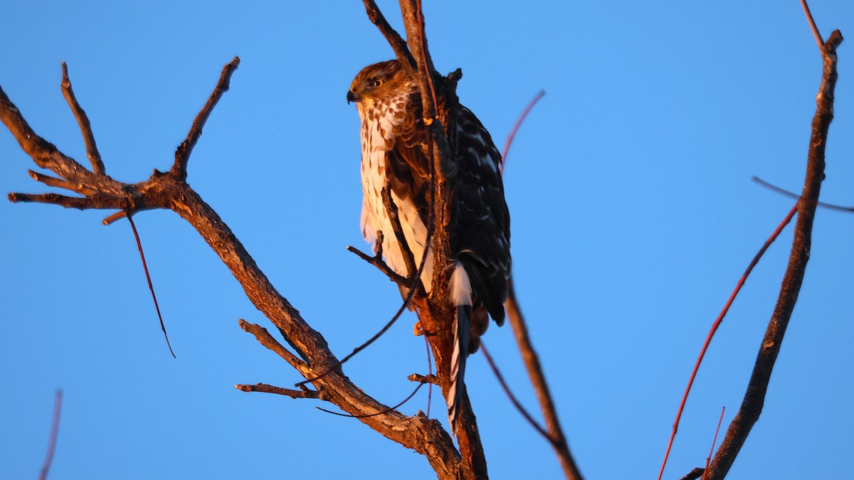 クーパーハイタカ - ML629396527