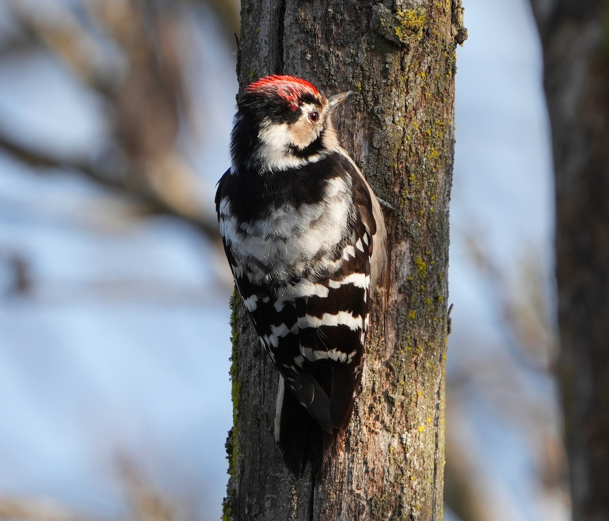 Lesser Spotted Woodpecker - ML629396644