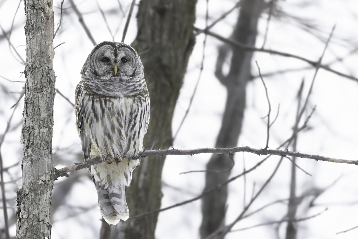 アメリカフクロウ - ML629396708