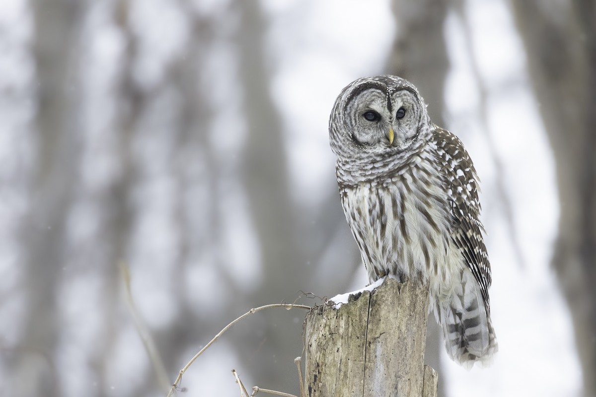 アメリカフクロウ - ML629396709