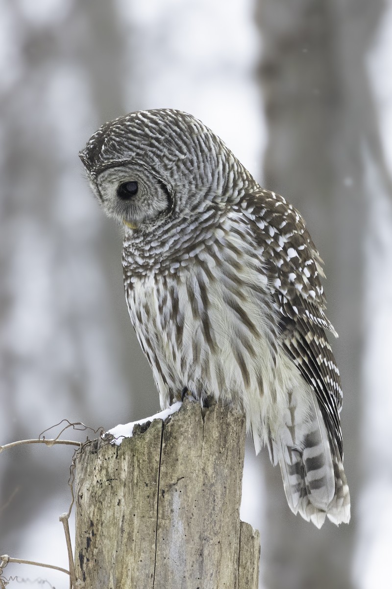 アメリカフクロウ - ML629396710