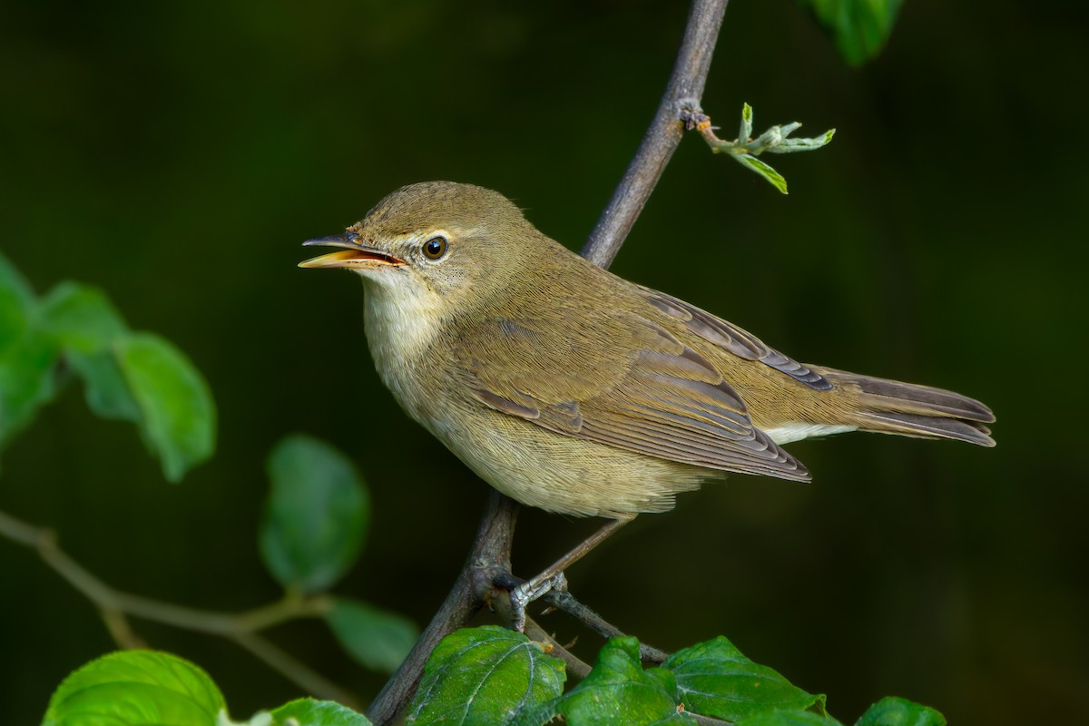 Blyth's Reed Warbler - ML629396716