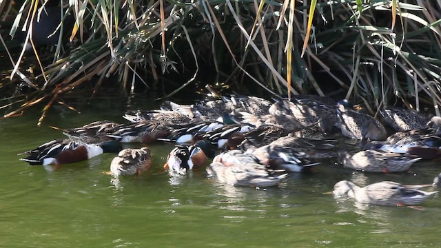 Northern Shoveler - ML629396753