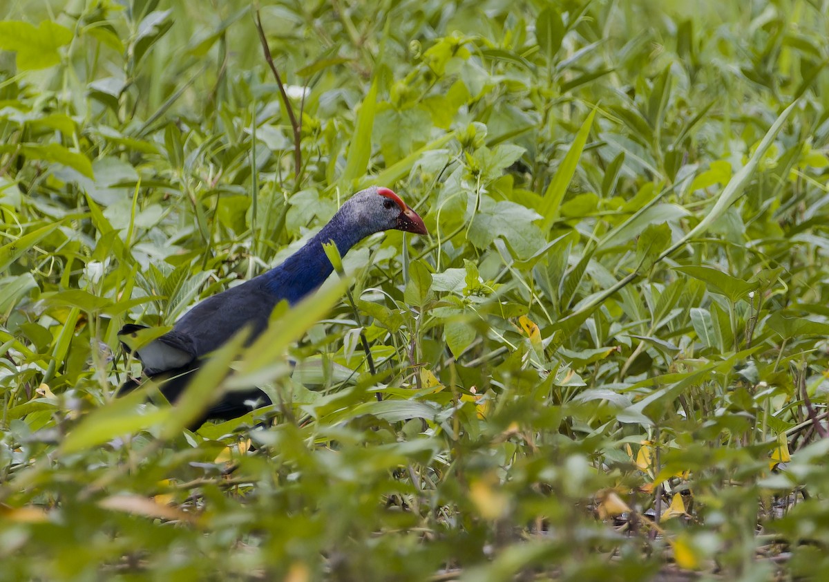 Gray-headed Swamphen - ML629396755