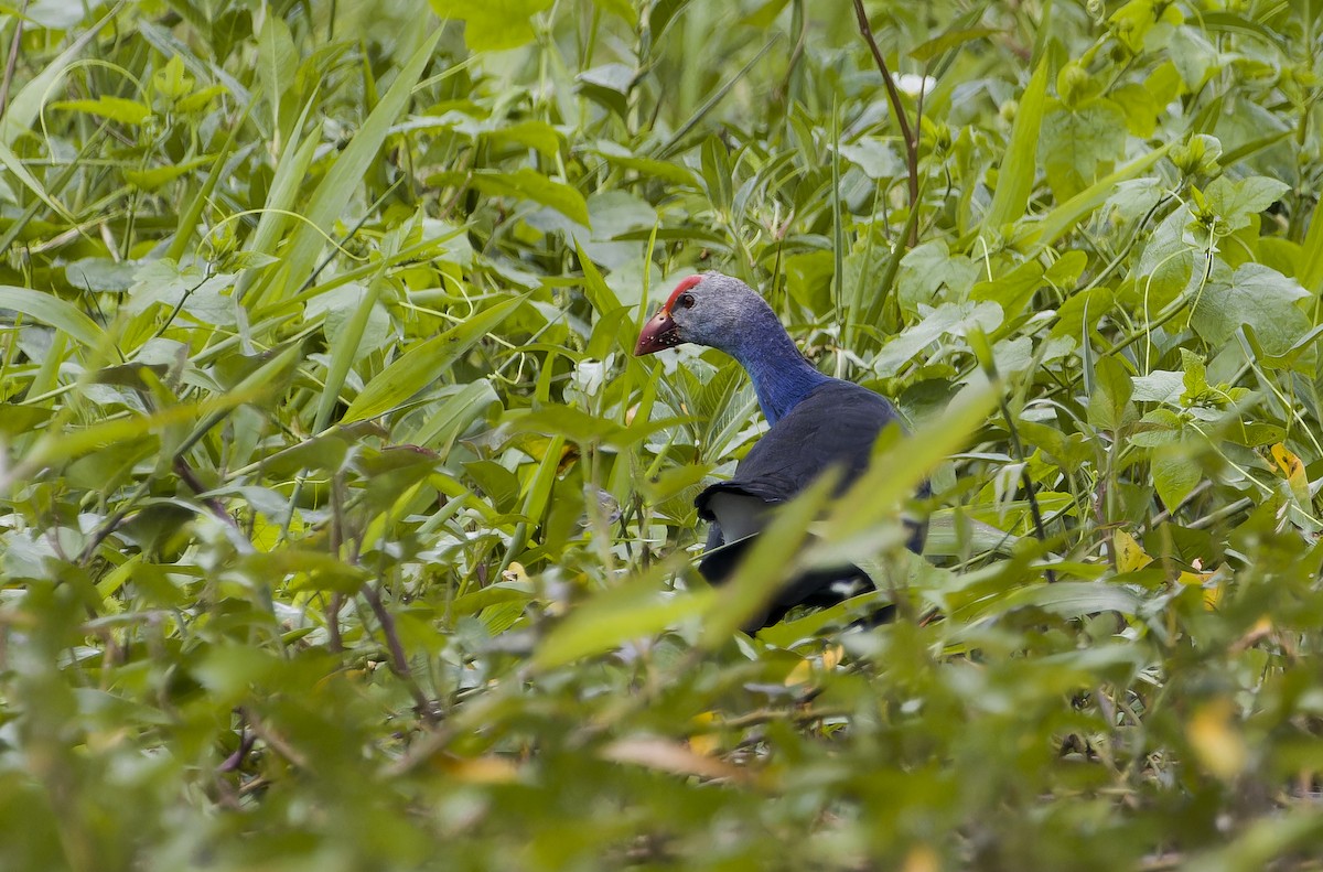 Gray-headed Swamphen - ML629396756
