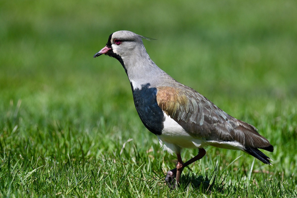 Southern Lapwing - ML629396948