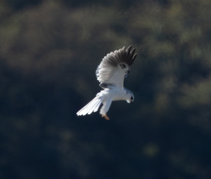 White-tailed Kite - ML629396969