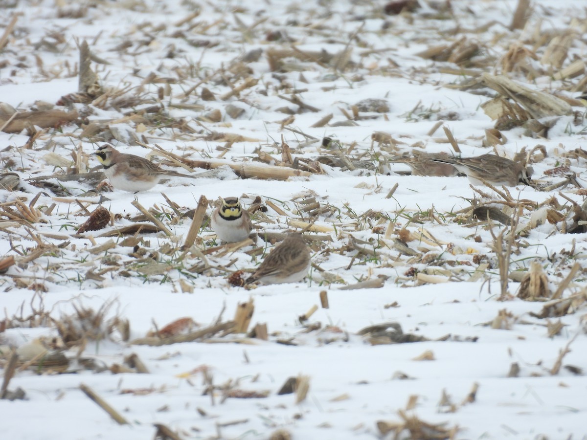 Horned Lark - ML629397004